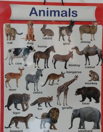 Jbc Picture Chart : Animals-Jeya Team,Jeya Book Publications ISBN: