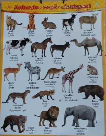 Jbc Picture Chart : Animals (Three Languages)-Not Assigned,Jeya Book  Publications ISBN: